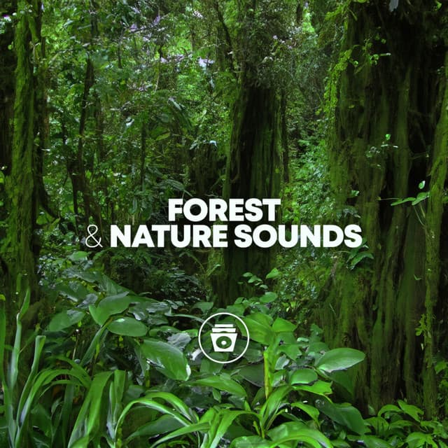 Forest & Nature Sounds - Relaxing Sounds