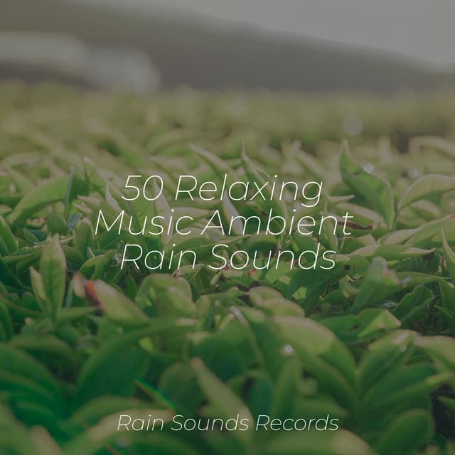50 Relaxing Music Ambient Rain Sounds - Forest Sounds
