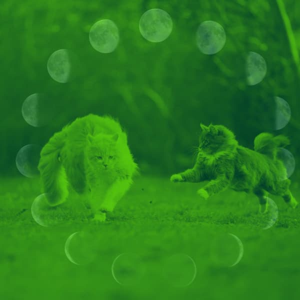 Beautiful Quartet Jazz - Background for Comfortable with Cats - Calm Music for Cats