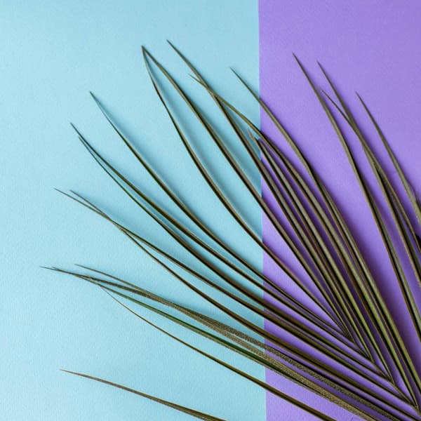 Feelings for Happy Sundays - Rio Bossa Nova Quartet