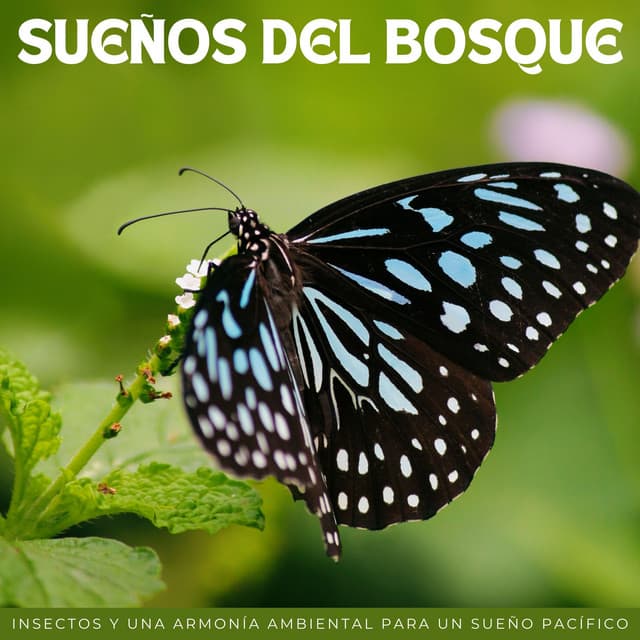 Sueños Del Bosque: Insectos Y Una Armonía Ambiental Para Un Sueño Pacífico - Fondos de sonidos de la naturaleza