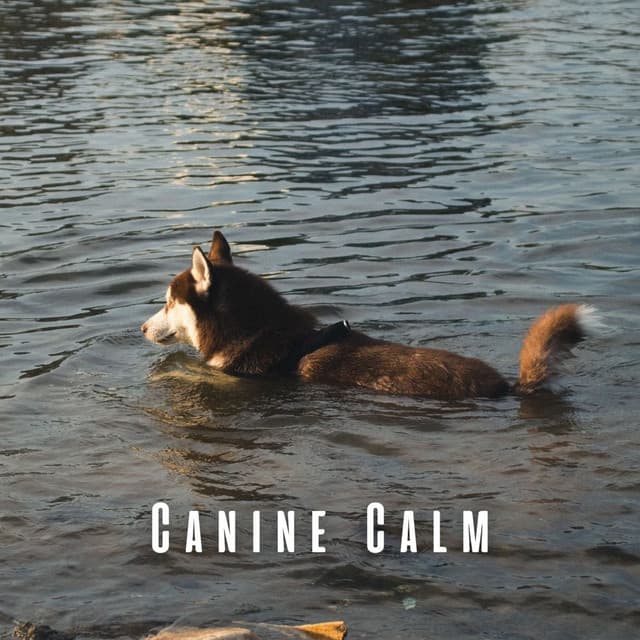 Canine Calm: Harmonious Birds and Meditative River for Dogs - Meditation Music Club