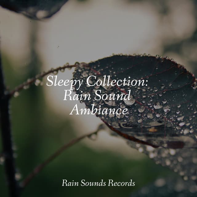 Sleepy Collection: Rain Sound Ambiance - Ocean Waves For Sleep