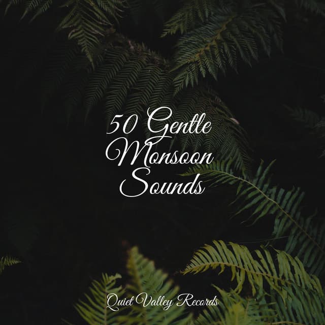 50 Gentle Monsoon Sounds - Study Concentration