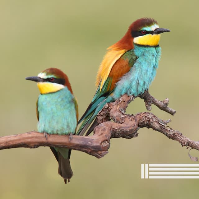 Vögel Im Wald - Vogelstimmen Welt