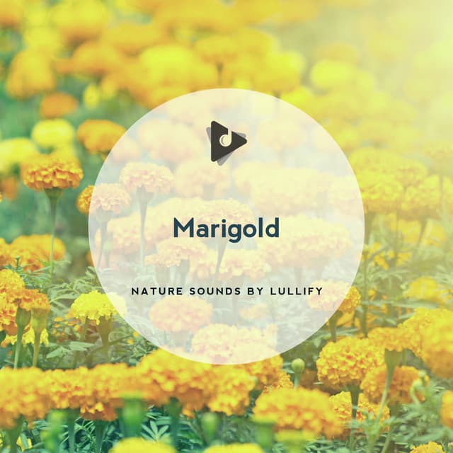 Marigold - Nature Sounds by Lullify