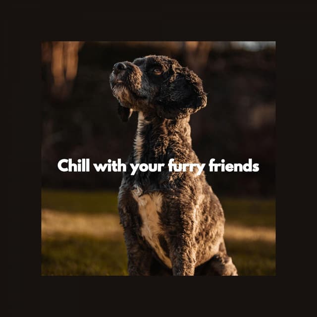 Chill with your furry friends - Relaxing Dogs