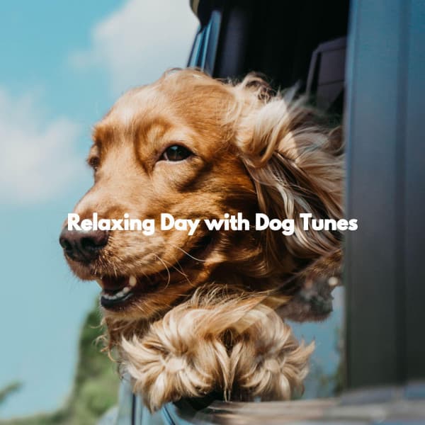 Relaxing Day with Dog Tunes - Jazz Radio