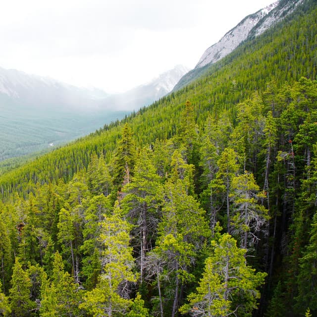 Majestic Wilderness: Nature's Harmonic Enchantment Revealed - Delta Pure Waves