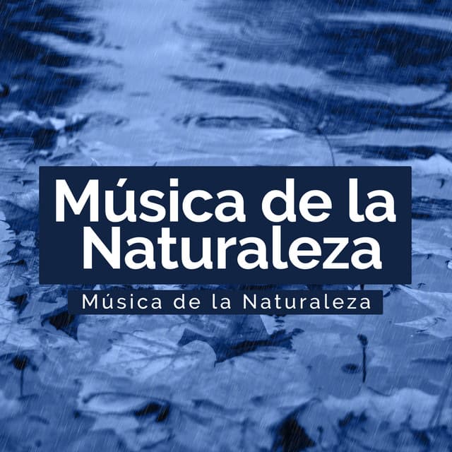 Calm Rain Bliss - Música de la Naturaleza