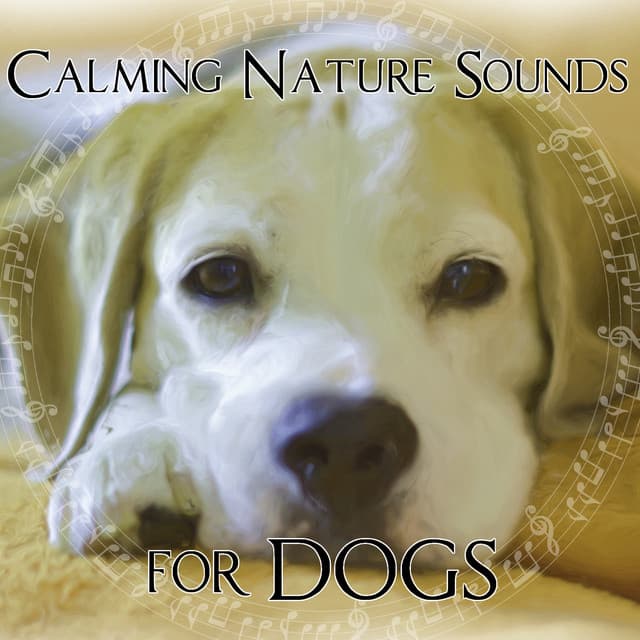 Anti Stress Dog’s Music
