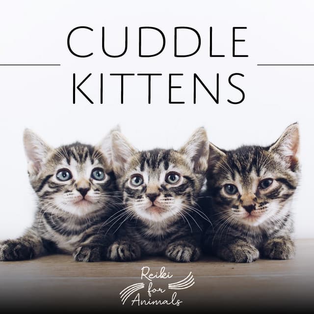Cuddle Kittens - Reiki for Animals