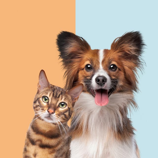 Calming Music for Pets: Gentle Tunes for Comfort - Flute Music Group