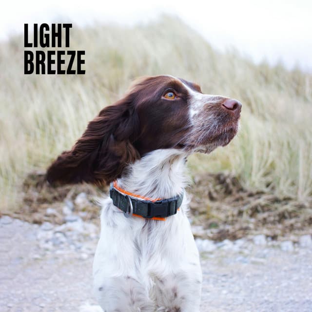 Light Breeze - Nature Therapy