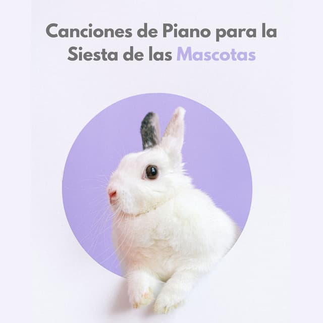 Canciones De Piano Para La Siesta De Las Mascotas - Biblioteca para la calma animal