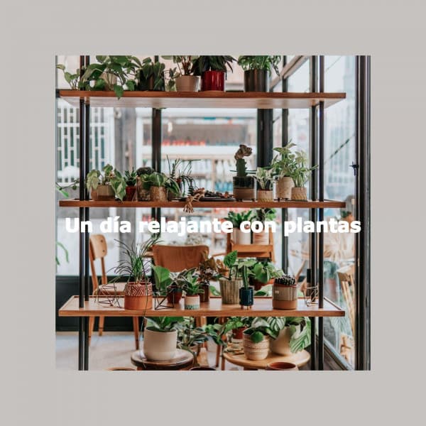 Un día relajante con plantas - Feel Good Jazz