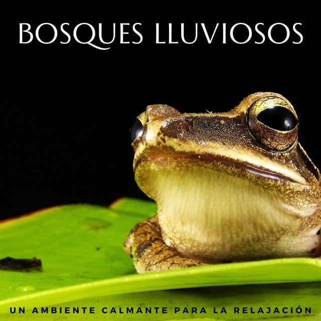 Bosques Lluviosos: Un Ambiente Calmante Para La Relajación - Sonidos relajantes de lluvia