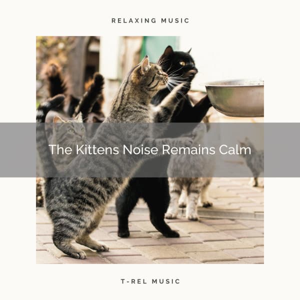 The Kittens Noise Remains Calm - Cat Music