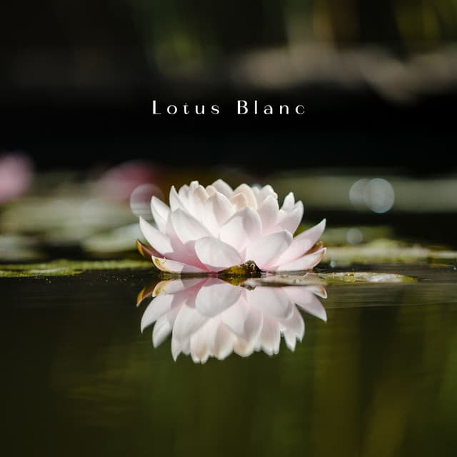 Lotus Blanc: Au Cœur du Silence - Bouddha Réflexion Zone Calme