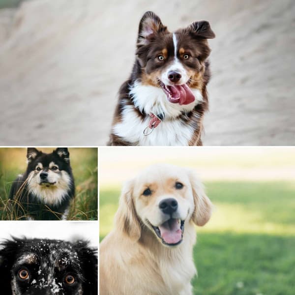 Bubbly - Music for Dogs Radio