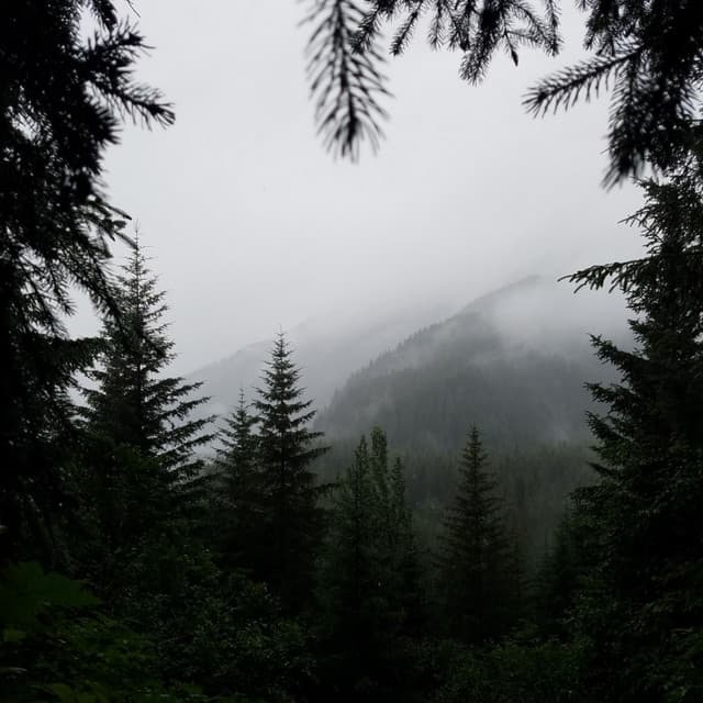 Forest Rain Sounds - Nature Recordings