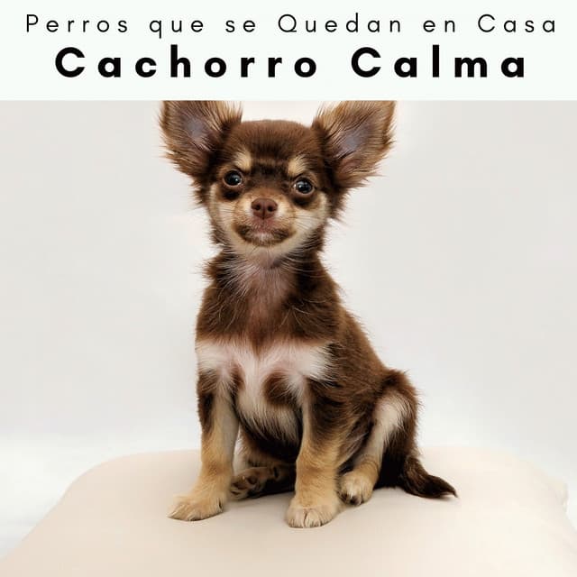 4 Patas: Cachorro Calma - Perros que se Quedan en Casa