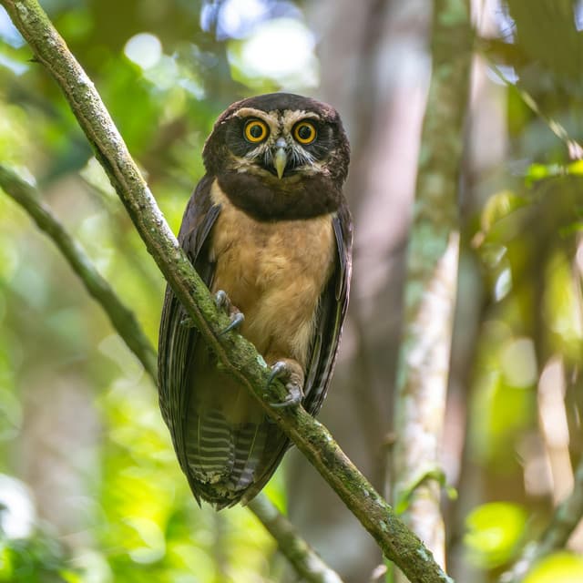 365 Mother Earth: Awakening Meadows - Nature Sound Collection