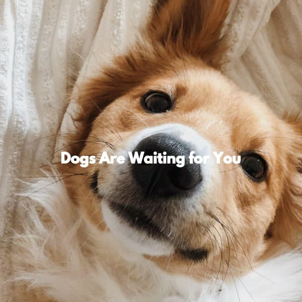 Dogs Are Waiting for You - Jazz Music for Dogs