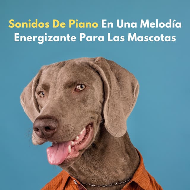 Sonidos De Piano En Una Melodía Energizante Para Las Mascotas - Conjunto de música relajante de piano jazz