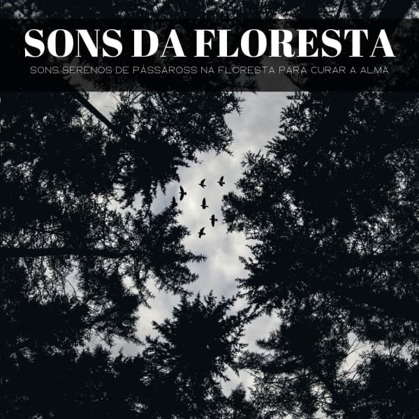 Sons Da Floresta: Sons Serenos De Pássaross Na Floresta Para Curar A Alma - Dormir e Meditar