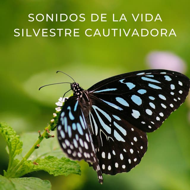 Sonidos De La Vida Silvestre Cautivadora - Efectos de sonido de la madre naturaleza