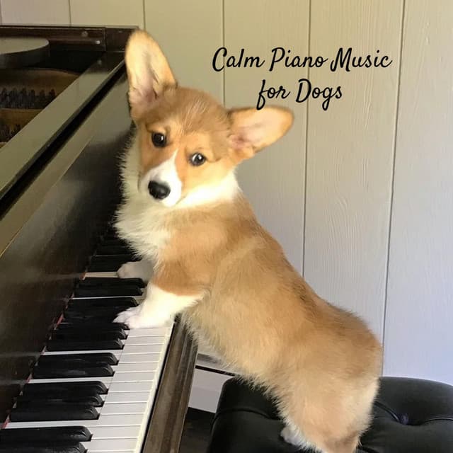 Calm Piano Music for Dogs - One Audience Piano