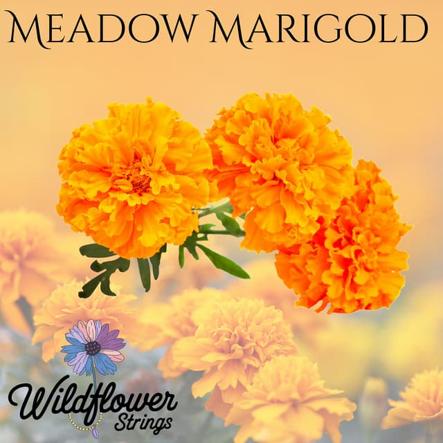 Meadow Marigold - Wildflower Strings
