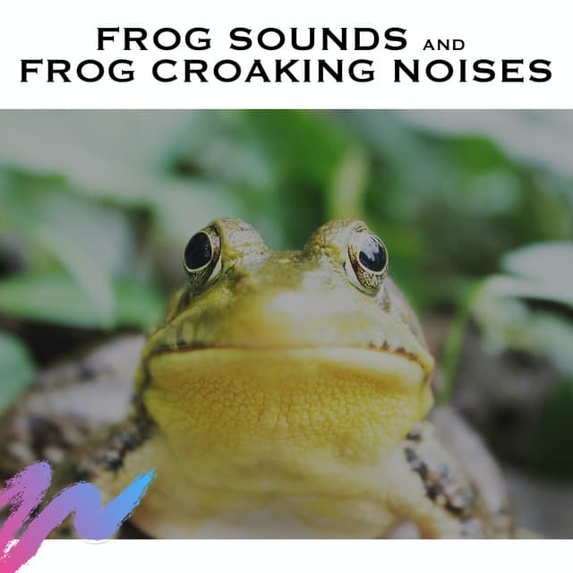 Frog Sounds and Frog Croaking Noises - White Noise Radiance