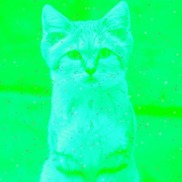 Music for Calm and Relaxing Kittens - Cat Music Studio