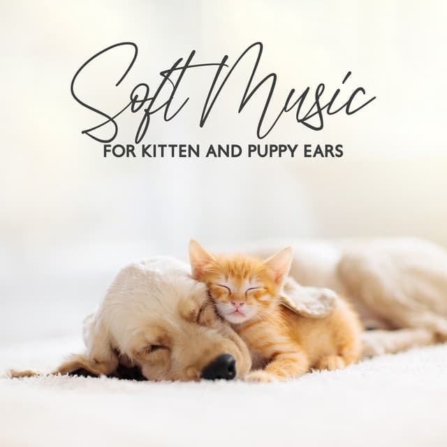 Soft Music for Kitten and Puppy Ears - Pet Relax Academy