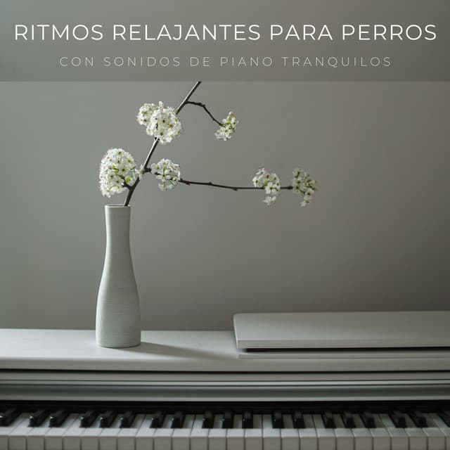 Ritmos Relajantes Para Perros Con Sonidos De Piano Tranquilos - Tranquilidad Piano