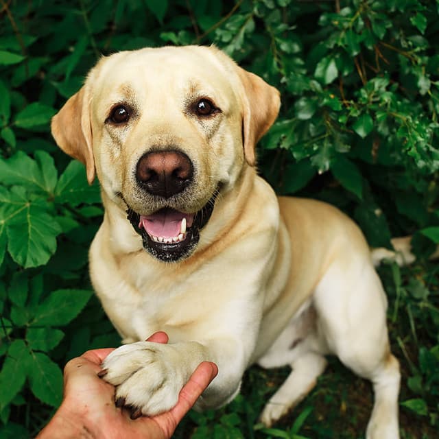 Thunder Paws: Storm-inspired Chill Sound for Dogs - Thunder etc.