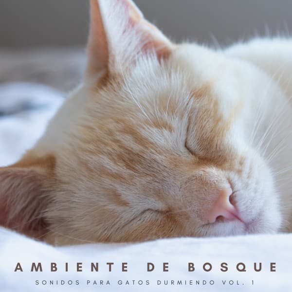 Ambiente De Bosque: Sonidos Para Gatos Durmiendo Vol. 1 - Sonidos Naturales del Pajaro
