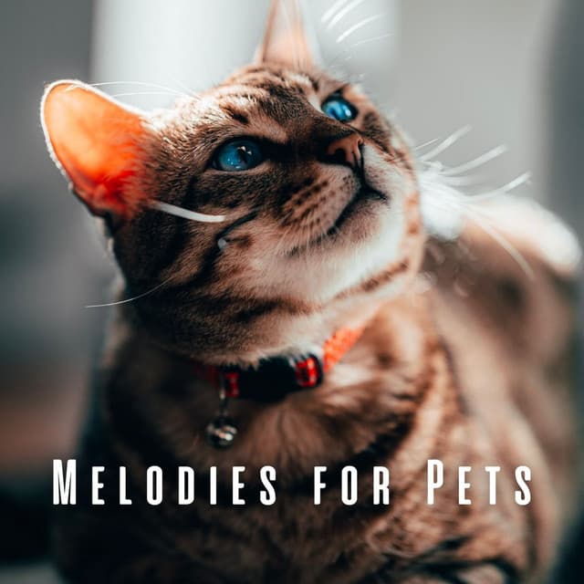 Melodies for Pets: Binaural Rain and Crystal Singing Bowl Sounds - The Magical Drops