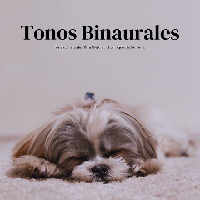 Tonos Binaurales Para Mejorar El Enfoque De Su Perro - Contacto Binaural