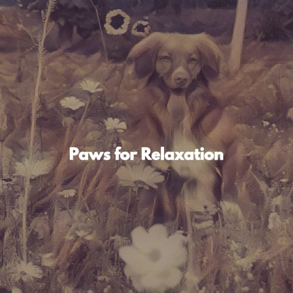 Paws for Relaxation - Sunday Morning Music