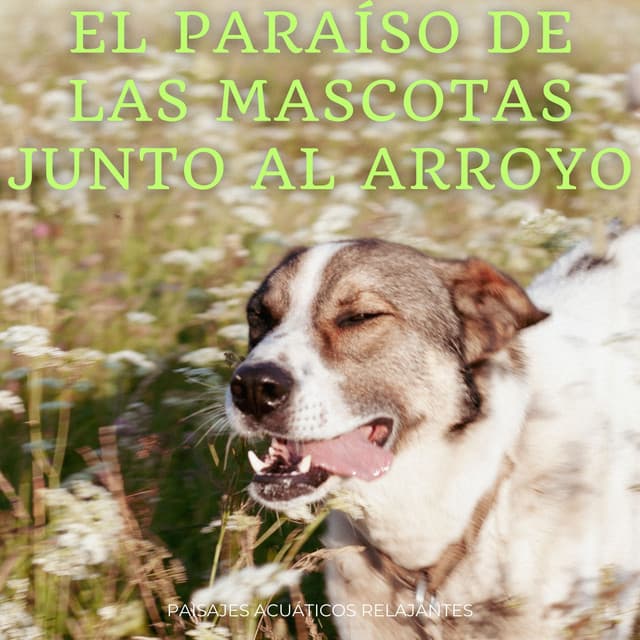 El Paraíso De Las Mascotas Junto Al Arroyo: Paisajes Acuáticos Relajantes - Agua calmante