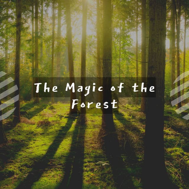The Magic of the Forest - Music For Relaxing
