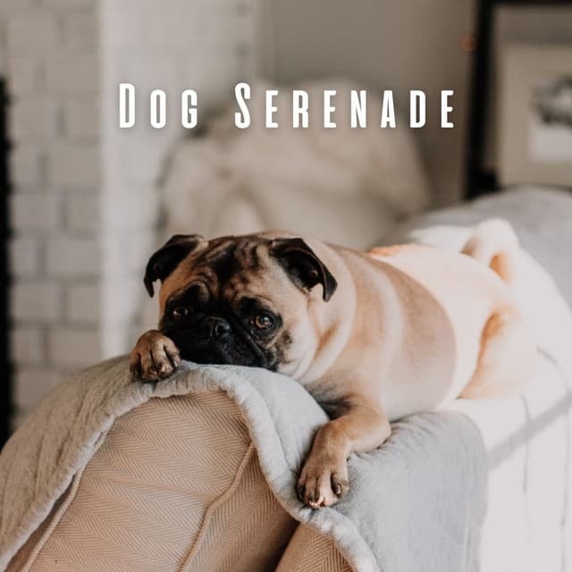 Dog Serenade: Peaceful Music for Calm Canines - Noise of Colors Radio 1