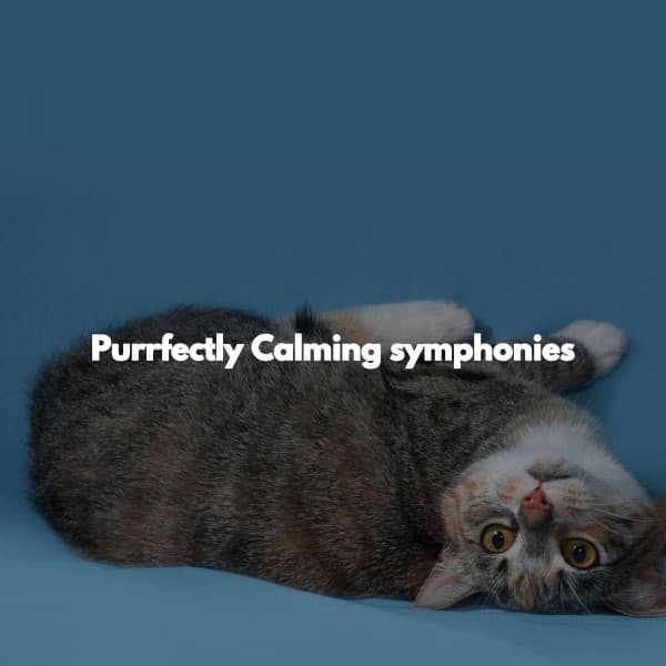 Purrfectly Calming symphonies - Jazz Classics Cafe