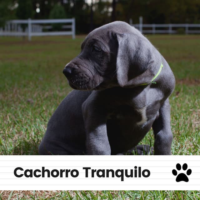 Cachorro Tranquilo - Biblioteca de Música Para Mascotas