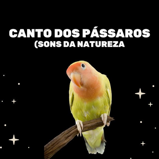 Canto Dos Pássaros - Medicina Relaxante