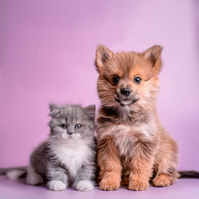 Música Reconfortante Para El Momento De Quietud De Las Mascotas - Felicidad de la música ambiental