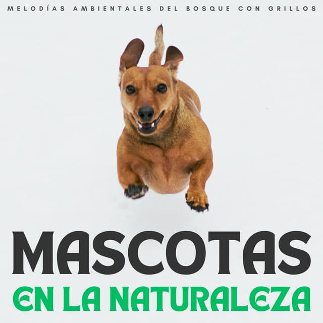 Mascotas En La Naturaleza: Melodías Ambientales Del Bosque Con Grillos - Grillos Cantantes